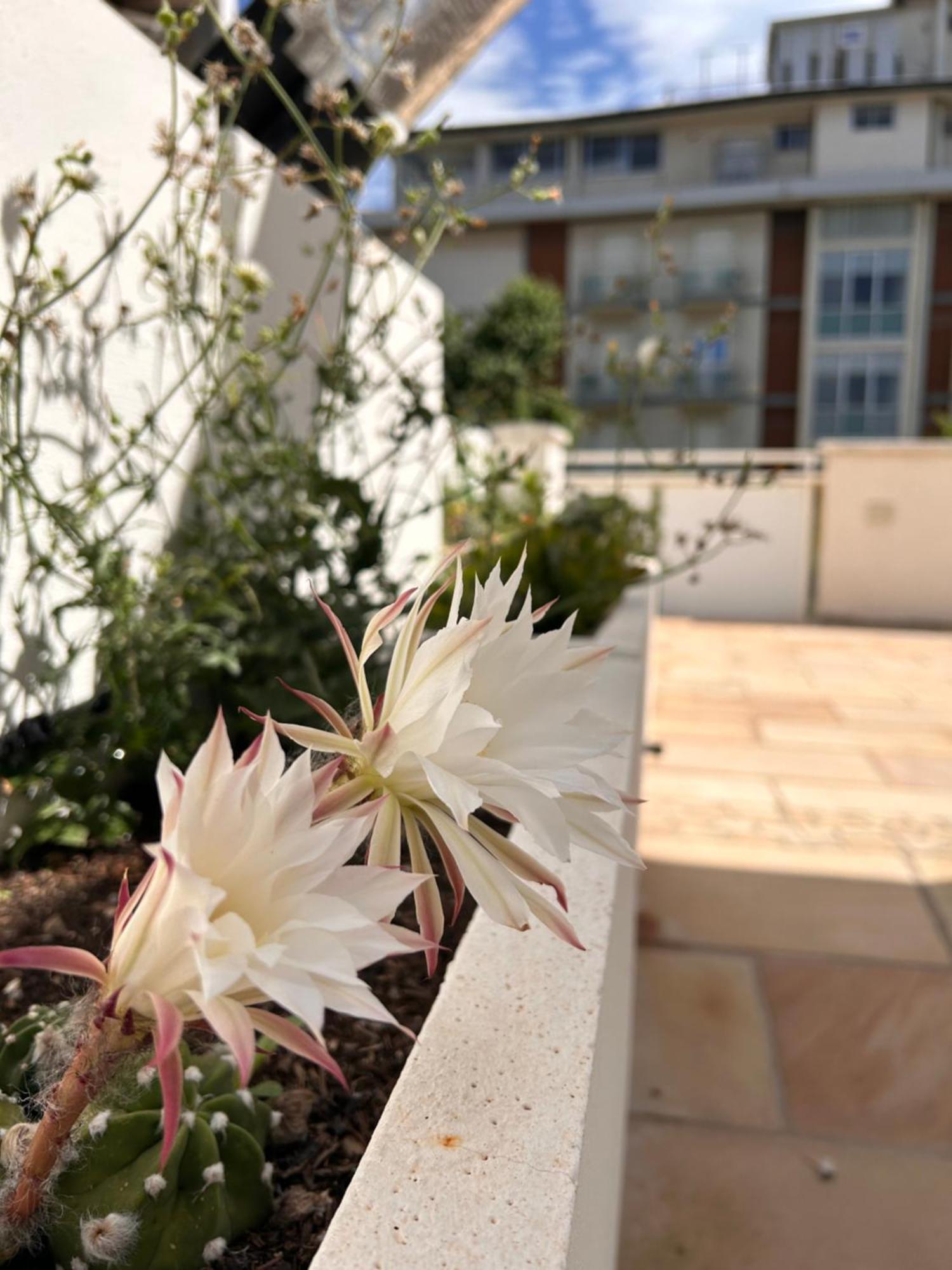 Residence Siesta 리미니 외부 사진